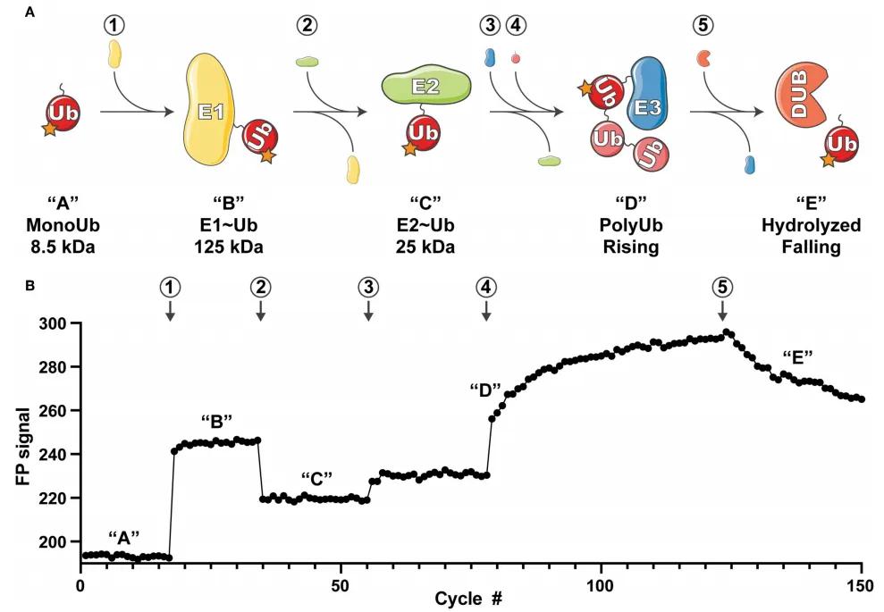 Advancements in Protein Methylation Research